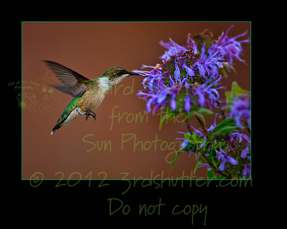 _B2D2470-PPA Contest