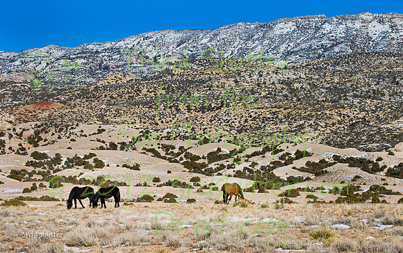 Wyoming_20080104__Y1I7622