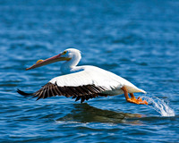 White Pelican Take Off