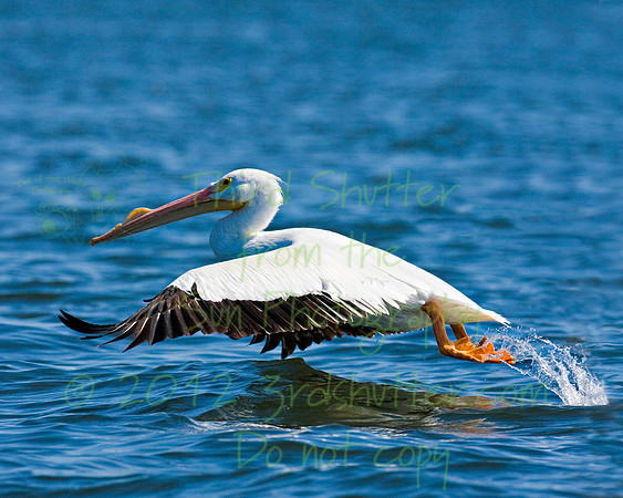 White Pelican Take Off