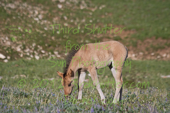 IMG_9606