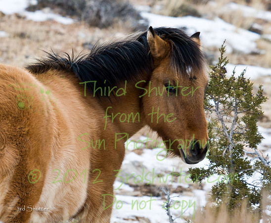 Wyoming_20080104__Y1I7756