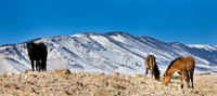 Wyoming_20080104_0B2D7707