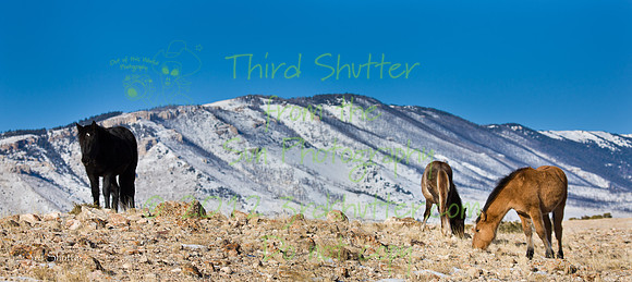 Wyoming_20080104_0B2D7707