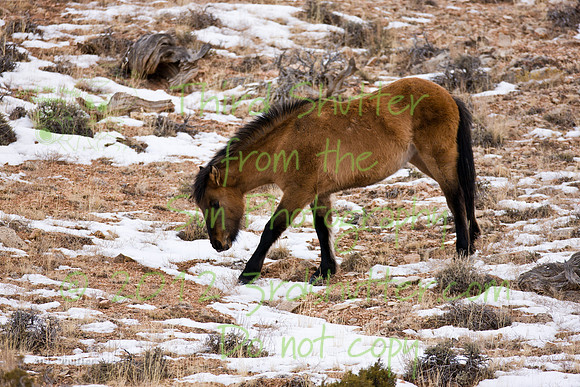 Wyoming_20080104_0B2D8142